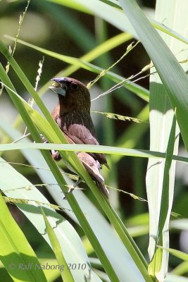 White-bellied Munia