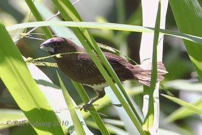 White-bellied Munia