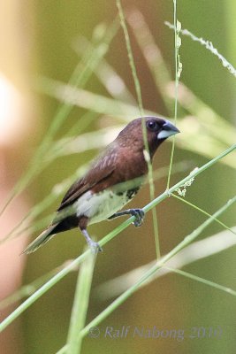 White-bellied Munia