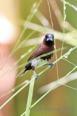 White-bellied Munia