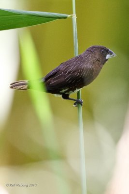 White-bellied Munia
