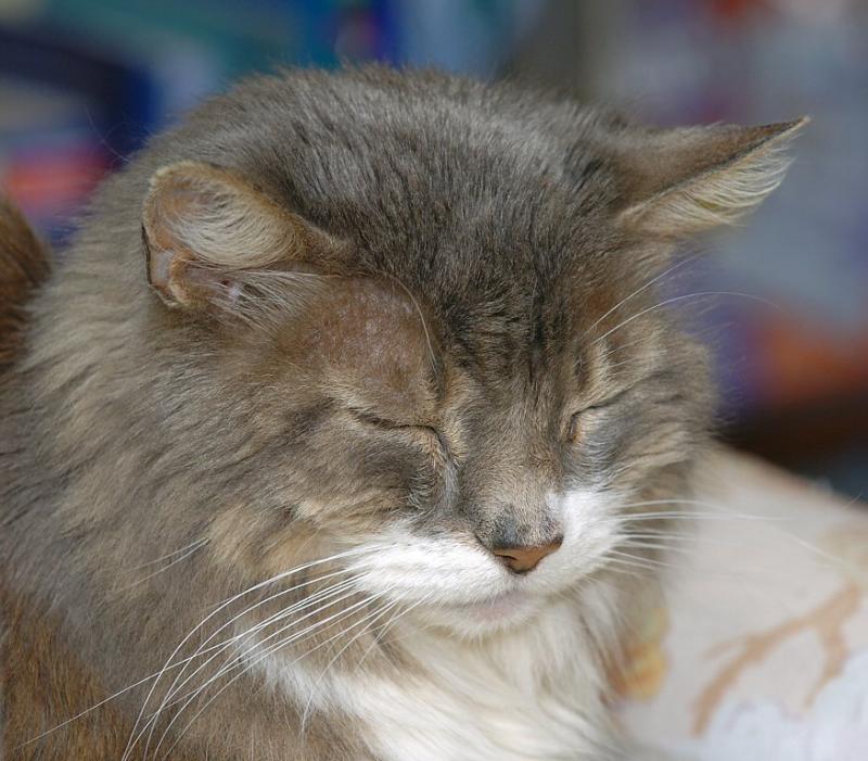 Roxy 151.jpg