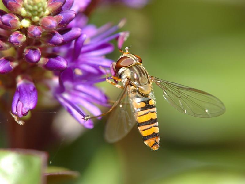 Hoverfly 03.jpg