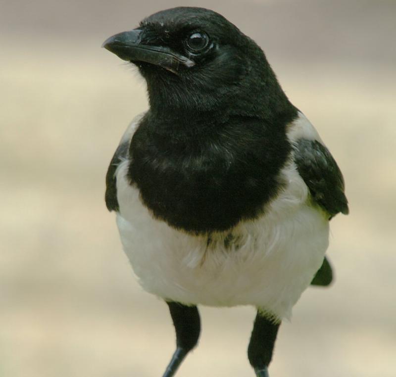 Magpie 01.jpg
