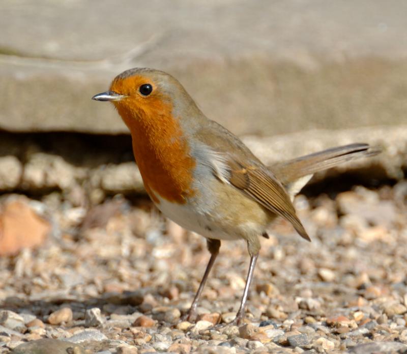 Robin 14.jpg