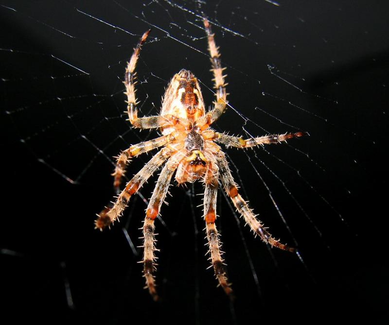 Spider 02.jpg