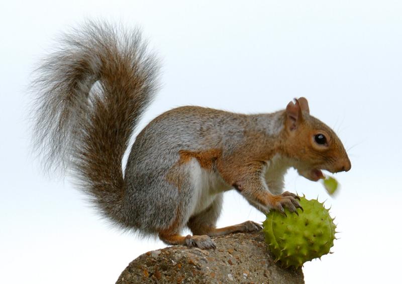 Squirrel 19.jpg