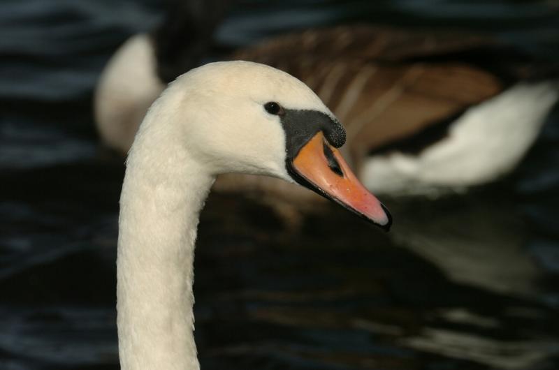 Swan 86.jpg