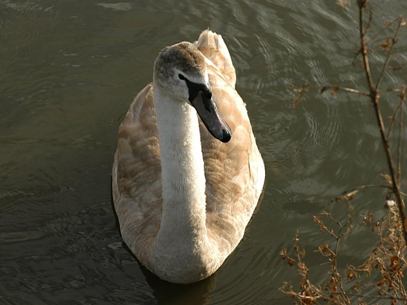 Swan 37.jpg