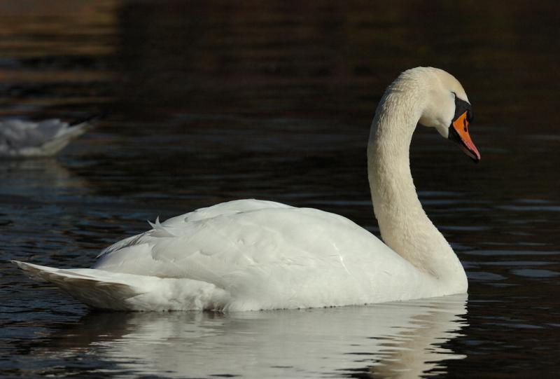 Swan 91.jpg