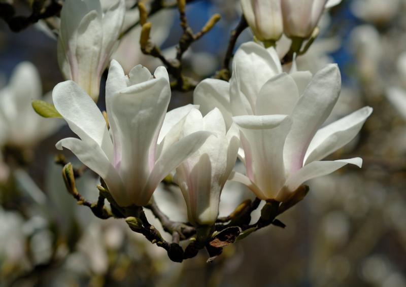 Magnolia 19.jpg