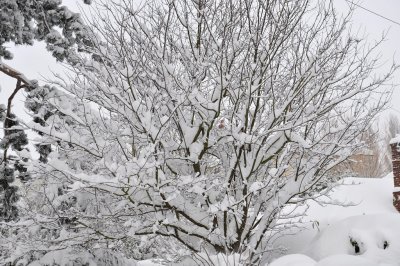 Snow 0209_ 36.jpg