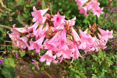 Polesden Lacey, Surrey