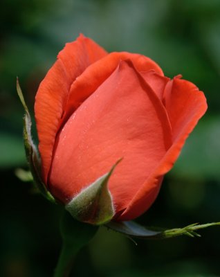 Rose 83.jpg