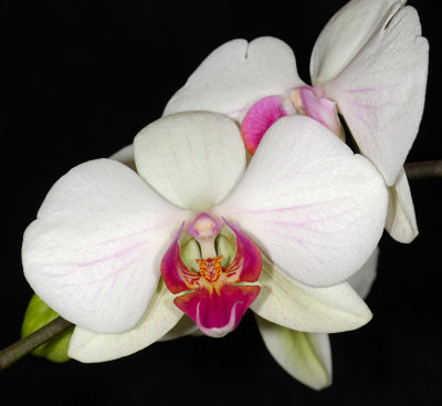 Orchid 04.jpg