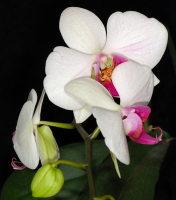 Orchid 07b.jpg
