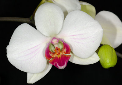 Orchid 09.jpg