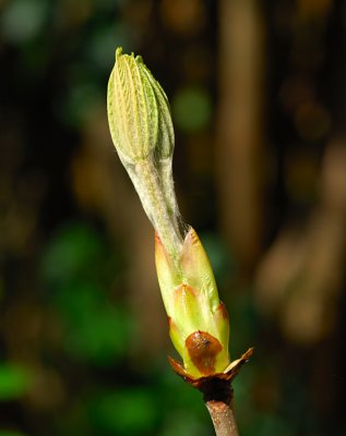 Horse Chestnut 14.jpg