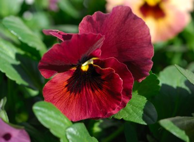 Pansies 19.jpg