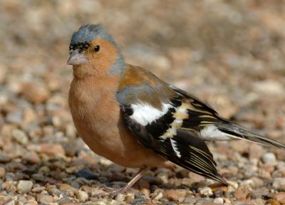 Chaffinch 22.jpg