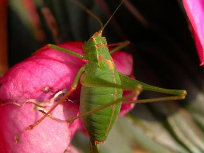 Grasshopper 03.jpg
