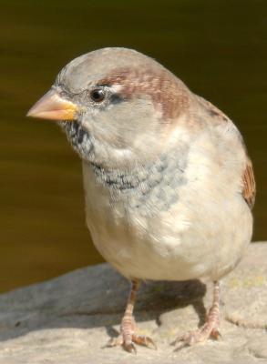 Sparrow 01.jpg