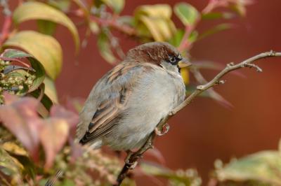 Sparrow 05.jpg