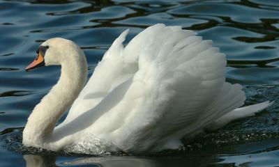 Swan 77.jpg