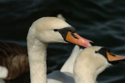 Swan 78.jpg