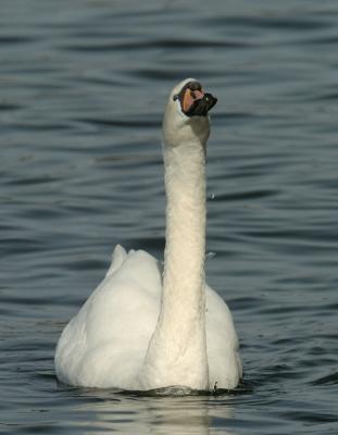 Swan 82.jpg
