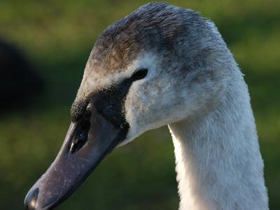 Swan 35.jpg