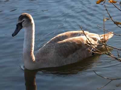 Swan 36.jpg