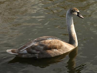 Swan 39.jpg