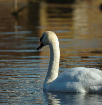 Swan 90.jpg