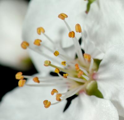 Blossom 41.jpg
