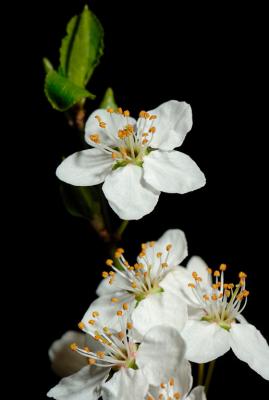 Blossom 42.jpg