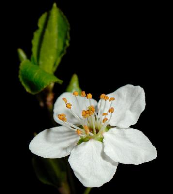 Blossom 43.jpg