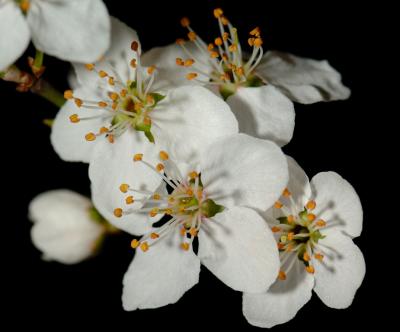 Blossom 46.jpg