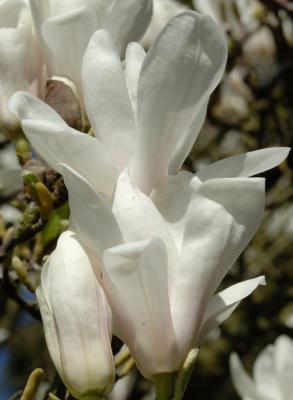 Magnolia 10.jpg
