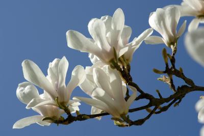 Magnolia 11.jpg