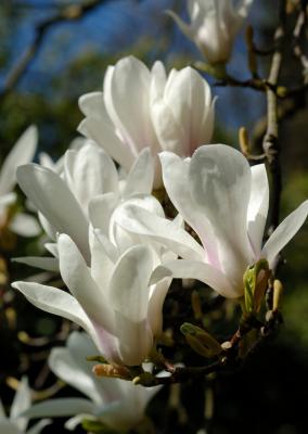 Magnolia 15.jpg