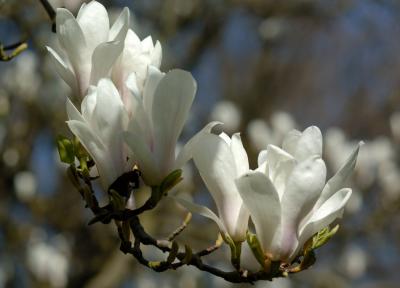 Magnolia 18.jpg