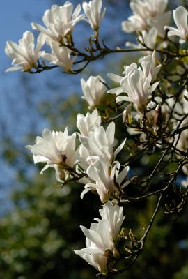 Magnolia 25.jpg