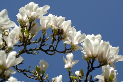 Magnolia 27.jpg