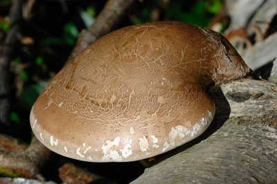 Fungi 06.jpg
