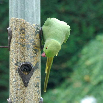 Parakeet 06.jpg