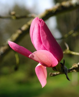 Wakehurst Place, Sussex