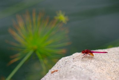 Red Dragonfly