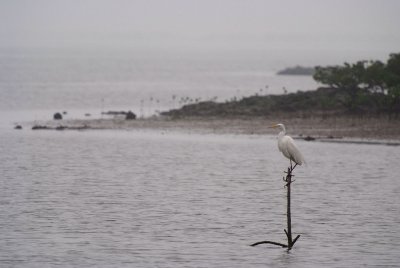 Little Egret At Luk Keng