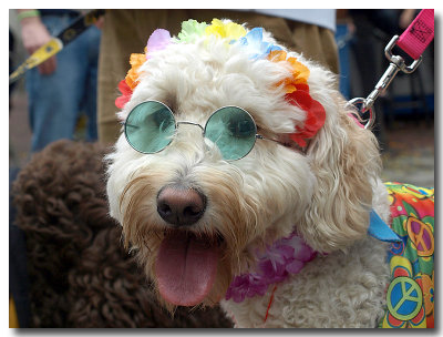 Howl-oween '09